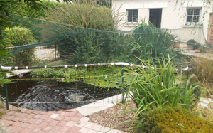 Bassin de jardin avant un entretien pour l'hiver. Il faut tailler les plantes, enlever les algues et feuilles, et nettoyer le filtre.