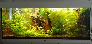 Installation d'un aquarium de biotope tropical, le voici après quelques mois. Tous les poissons sont présents, les plantes se développent bien et les paramètres d'eau sont stables. 