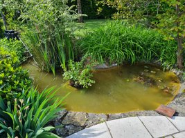Intervention sur un bassin de jardin afin d'éclaircir l'eau, de réduire la quantité de matières organiques et de mieux voir les poissons. 