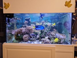 Petit entretien et contrôle des paramètres pour un aquarium récifal.