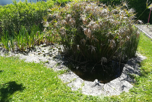 Bassin de jardin avant une réfection , il n'a pas été entretenu depuis plusieurs années, il y a énormément de matières organiques et les plantes envahissent le bassin. 
