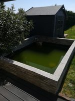 Bassin de jardin pas entretenu, sans plantes, il y a une grosse formation d'algues verte.