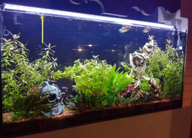 Voici l'aquarium quelques temps plus tard, les plantes et les poissons se plaisent bien. 
