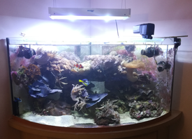 Nettoyage et contrôle de tous les paramètres pour un aquarium récifal.